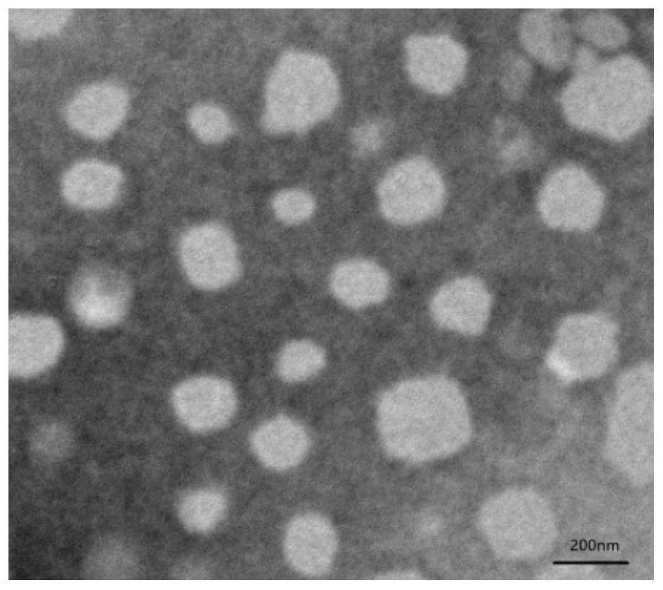 Camptothecin prodrug as well as preparation method and application thereof