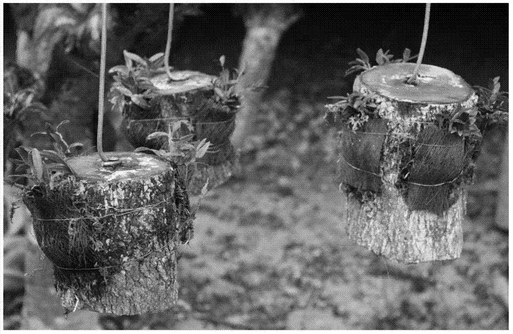 Under-forest three-dimensional cultivation method for Dendrobium officinale