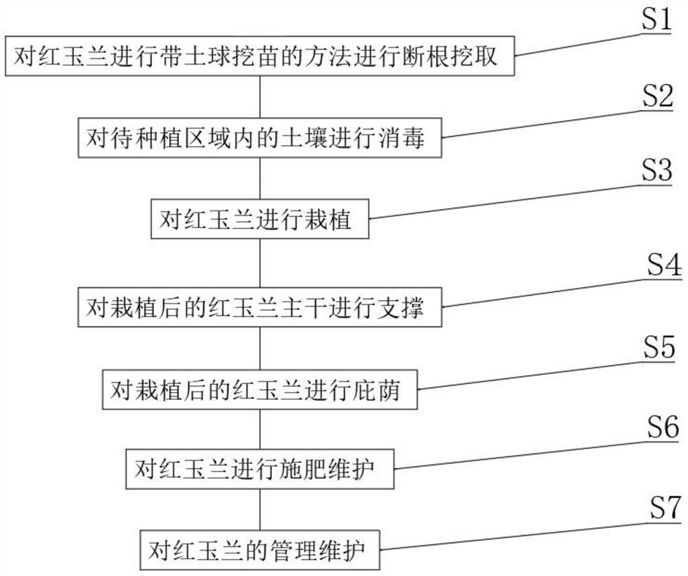 Method for out-of-season transplanting of large-size magnolia denudata