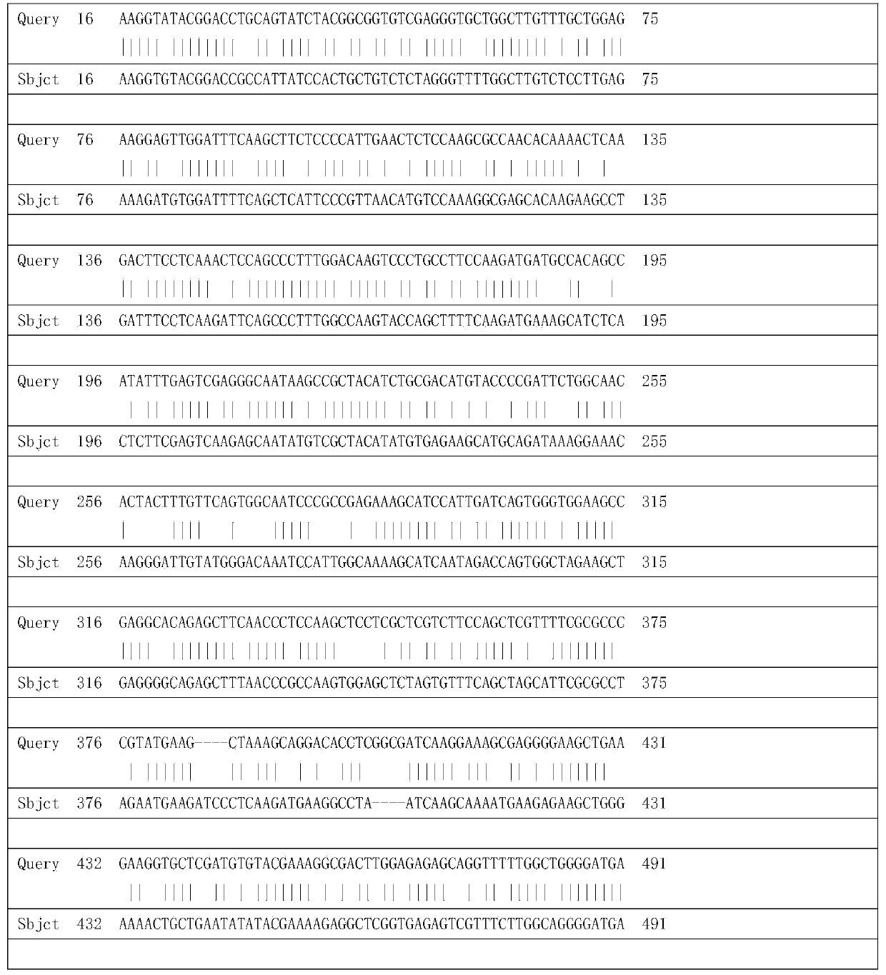 Tulip glutathione S-transferase TfGST protein and encoding gene thereof