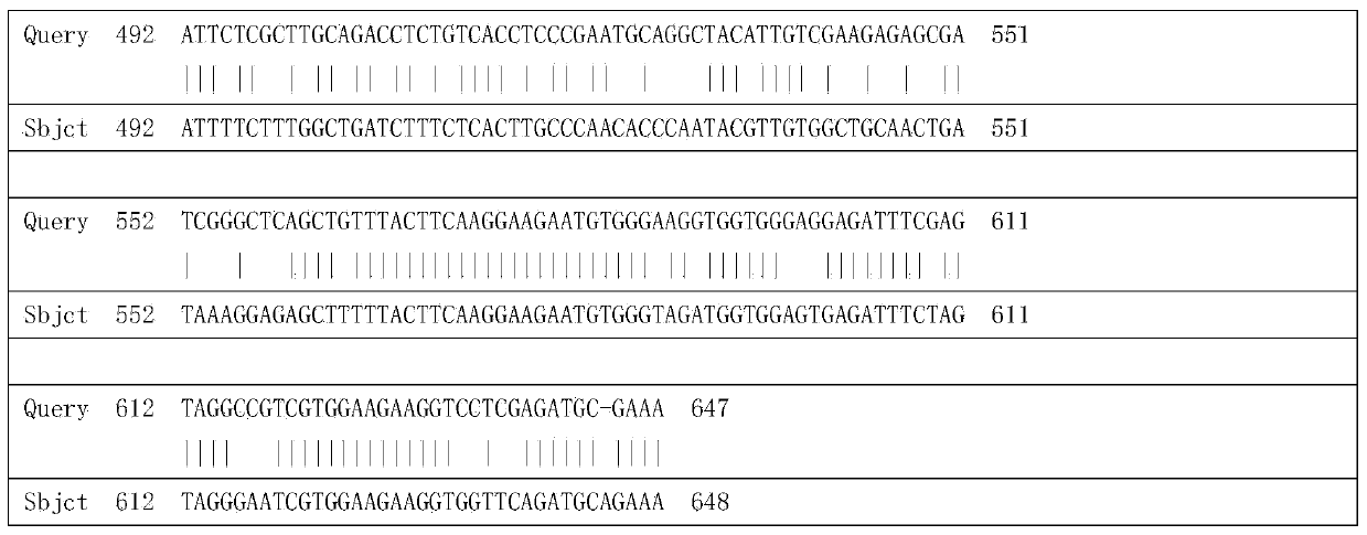 Tulip glutathione S-transferase TfGST protein and encoding gene thereof