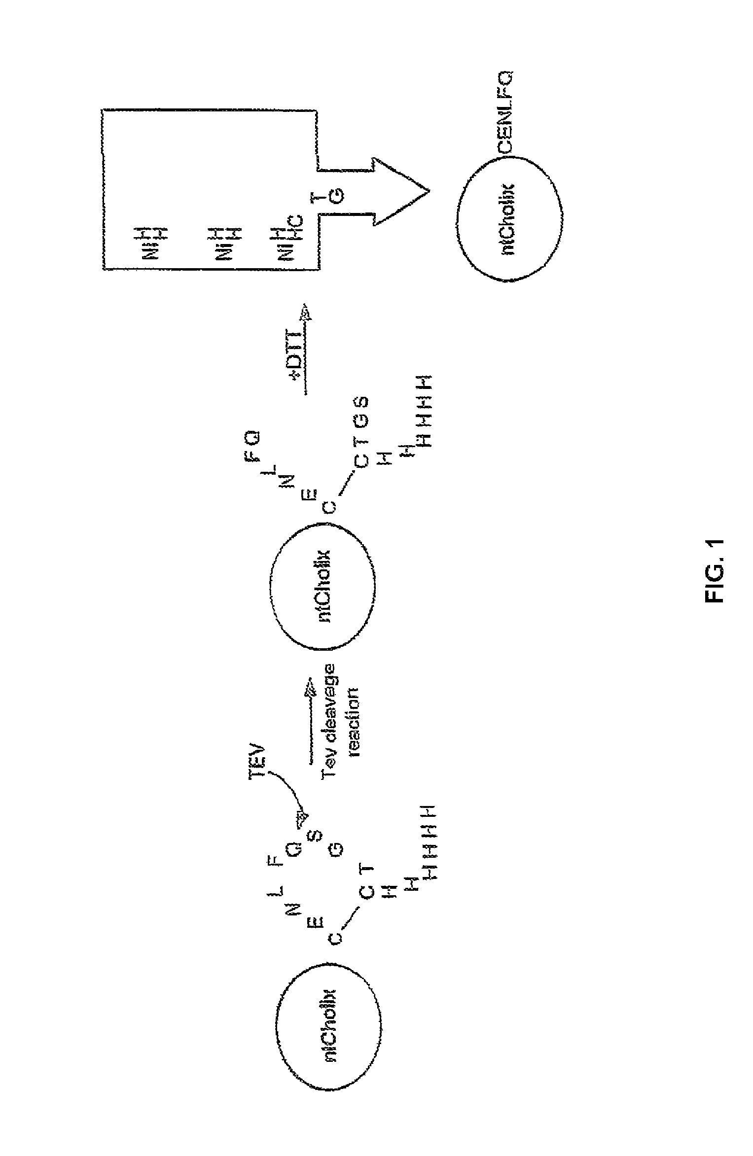 Systems and methods of delivery of bioactive agents using bacterial toxin-derived transport sequences