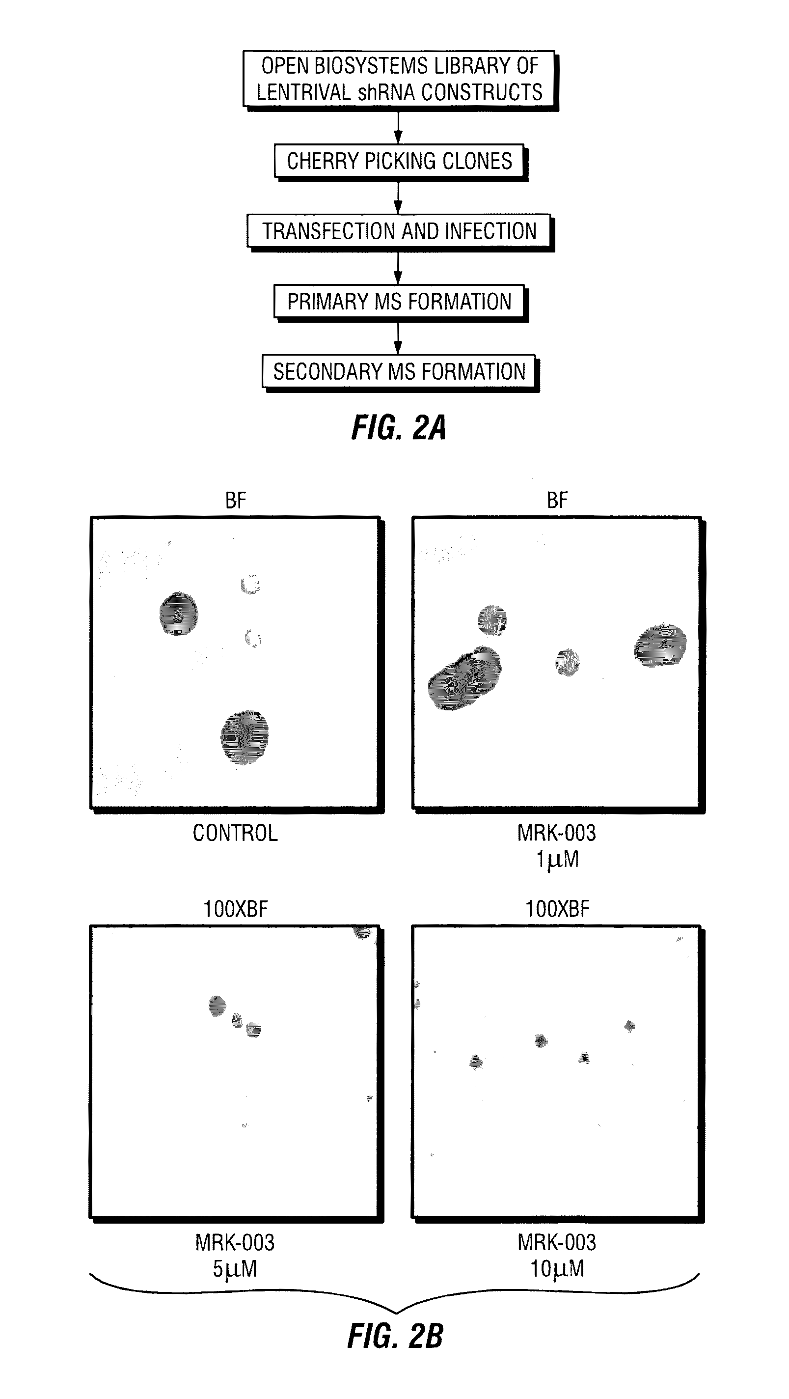 siRNA compositions and methods for inhibiting gene expression in tumor initiating cells of breast cancer