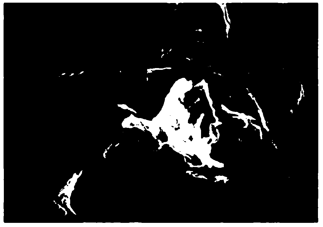 Salvia splendens petal-based porous graphene-like carbon nanosheets as well as preparation method and application thereof