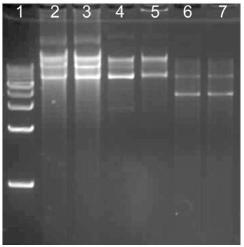 Bacterial lysate and kit for extracting plasmid DNA and method for extracting plasmid DNA