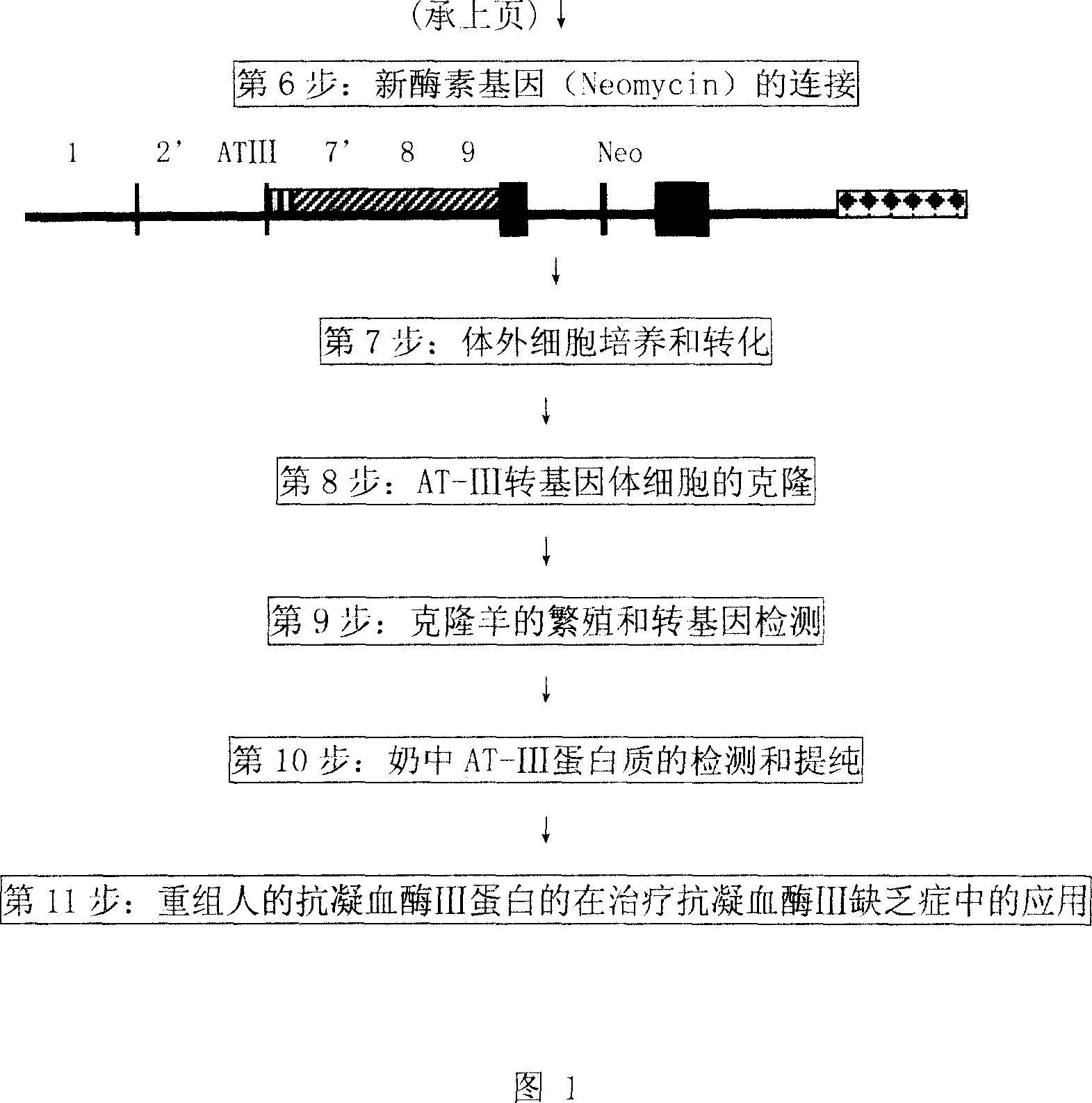 Method for preparing recombinant human antithrombase III protein using mammary gland biological reactor