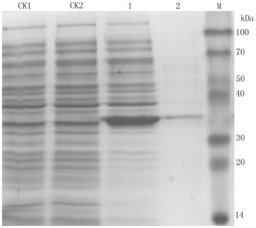 A kind of preparation method of polyclonal antibody of rice field eel aldehyde and ketone reductase