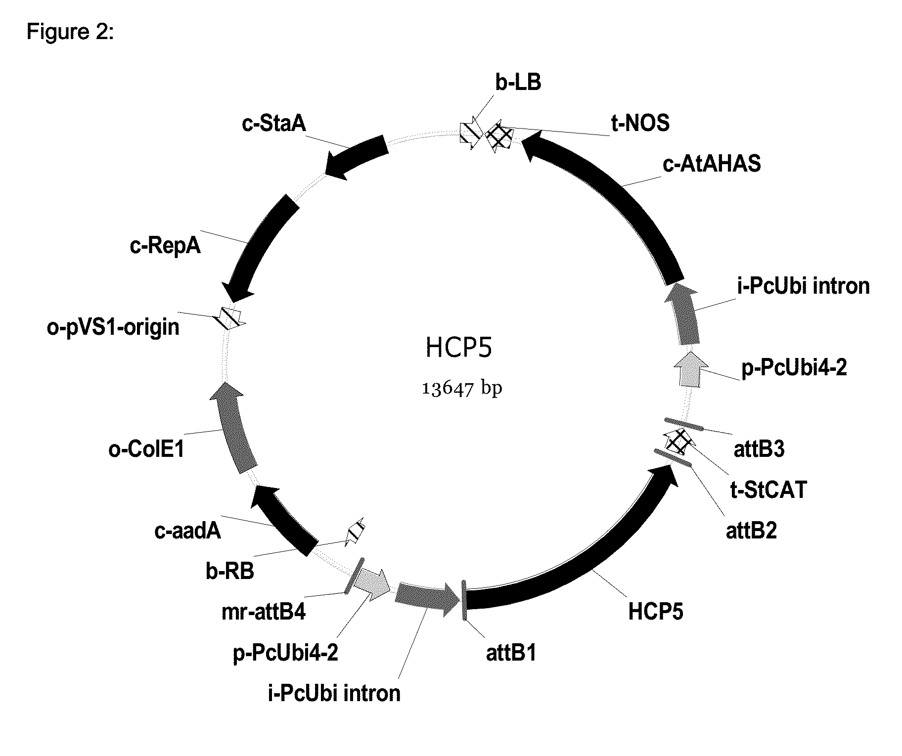 Fungal Resistant Plants Expressing HCP5