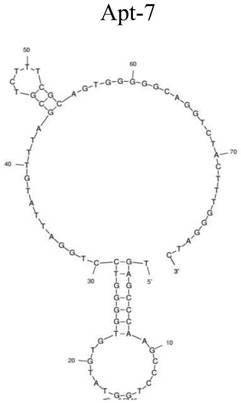 A group of oligonucleotide aptamers that specifically recognize Escherichia coli O157:H7 in different growth stages