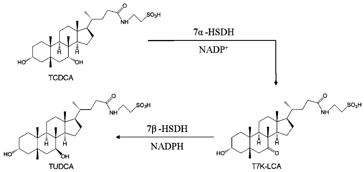 Clostridium sardinia 7α-hydroxysteroid dehydrogenase mutant k179m