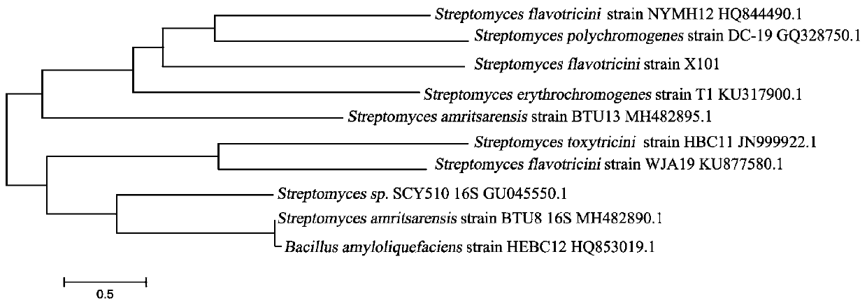 Streptomyces flavotricini resistant to fish pathogens and application thereof