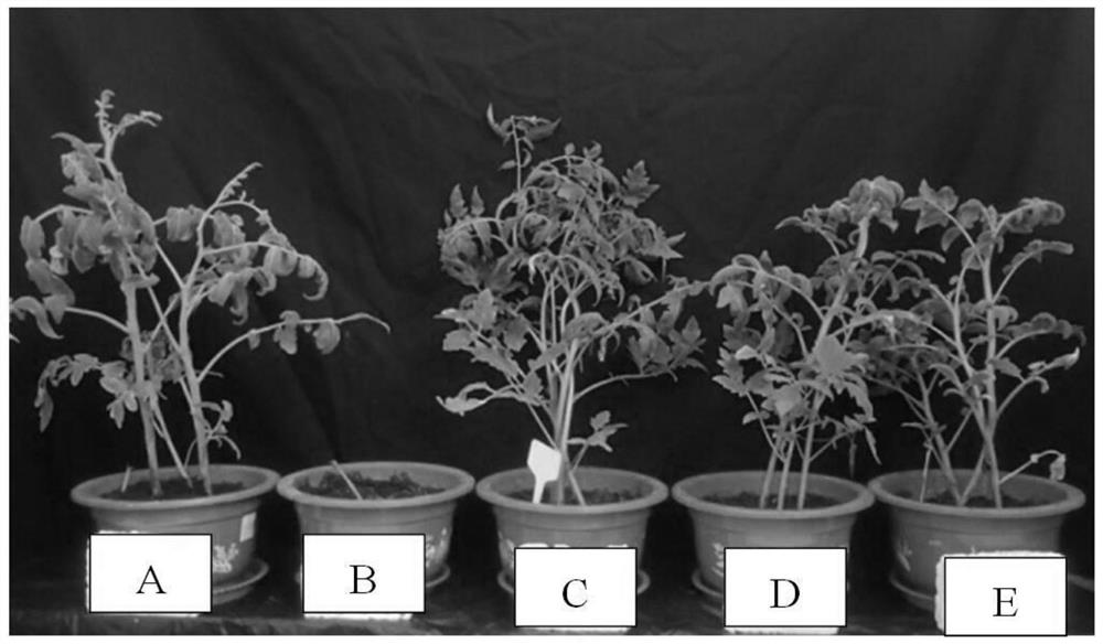 A kind of pharmaceutical composition for preventing and treating tomato wilt