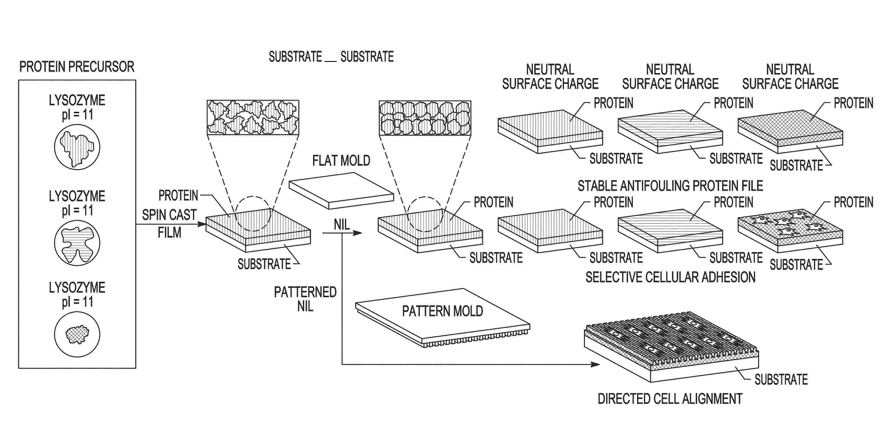 Protein films and methods of forming the same