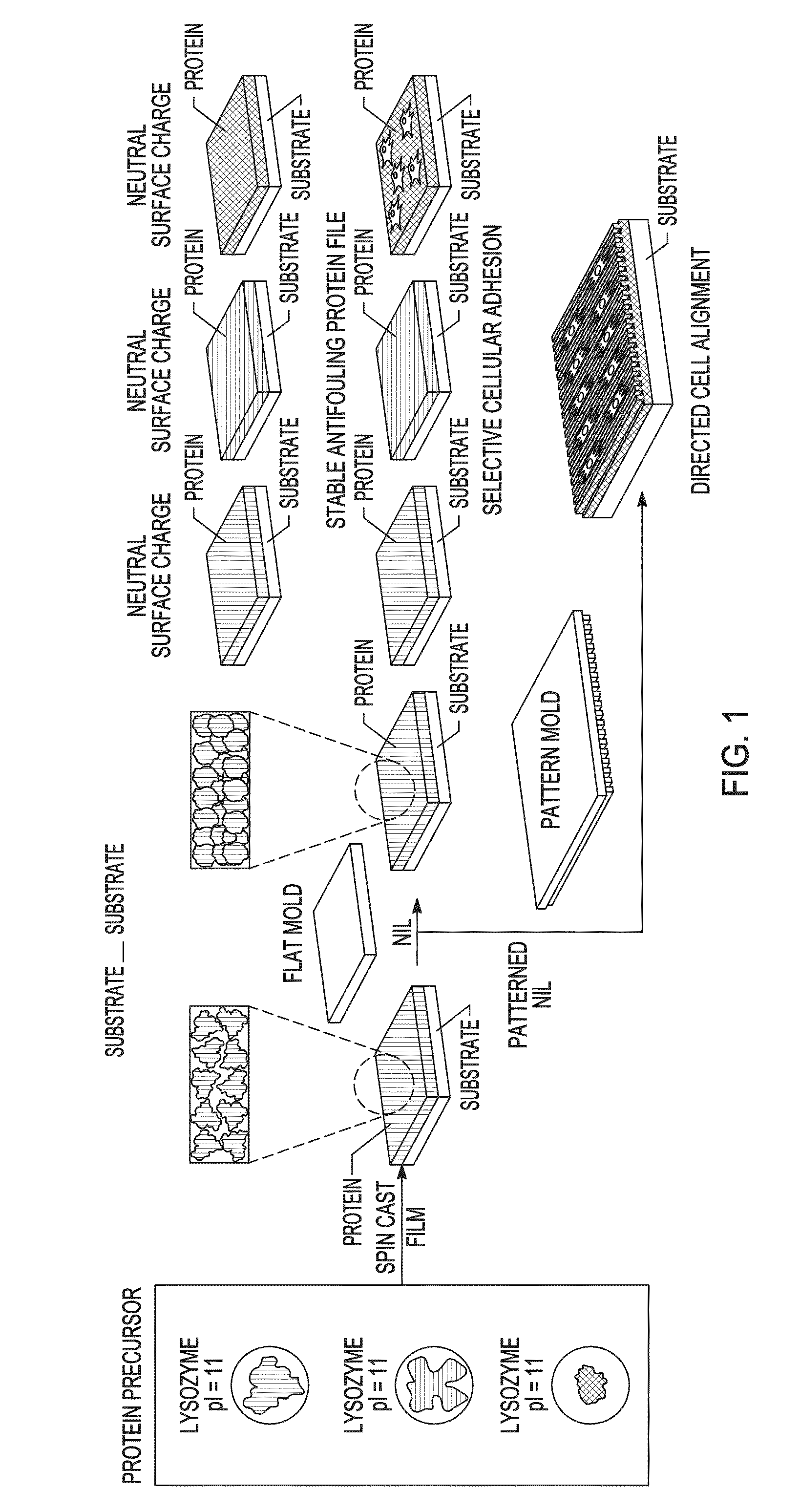 Protein films and methods of forming the same