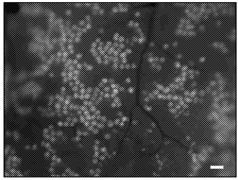 Compositions and methods for epithelial stem cell expansion and culture