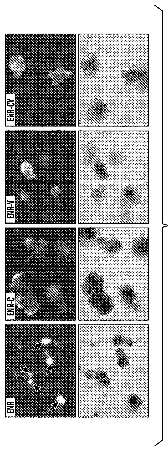 Compositions and methods for epithelial stem cell expansion and culture