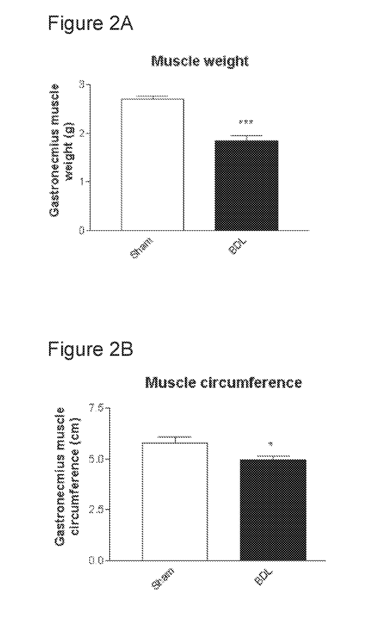 Treatment and prevention of muscle loss using l-ornithine in combination with at least one of phenylacetate and phenylbutyrate