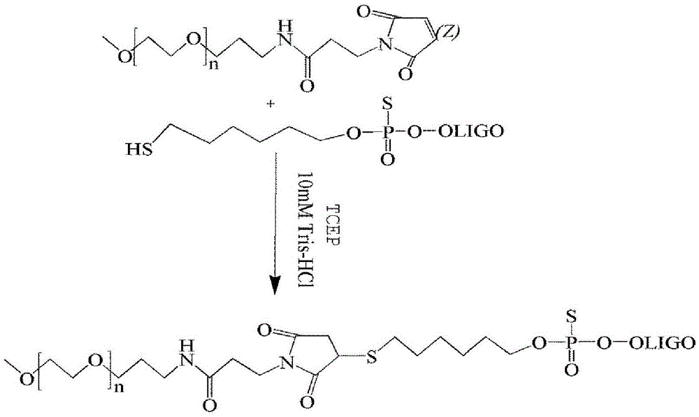 peg modified cpg oligonucleotide and its application
