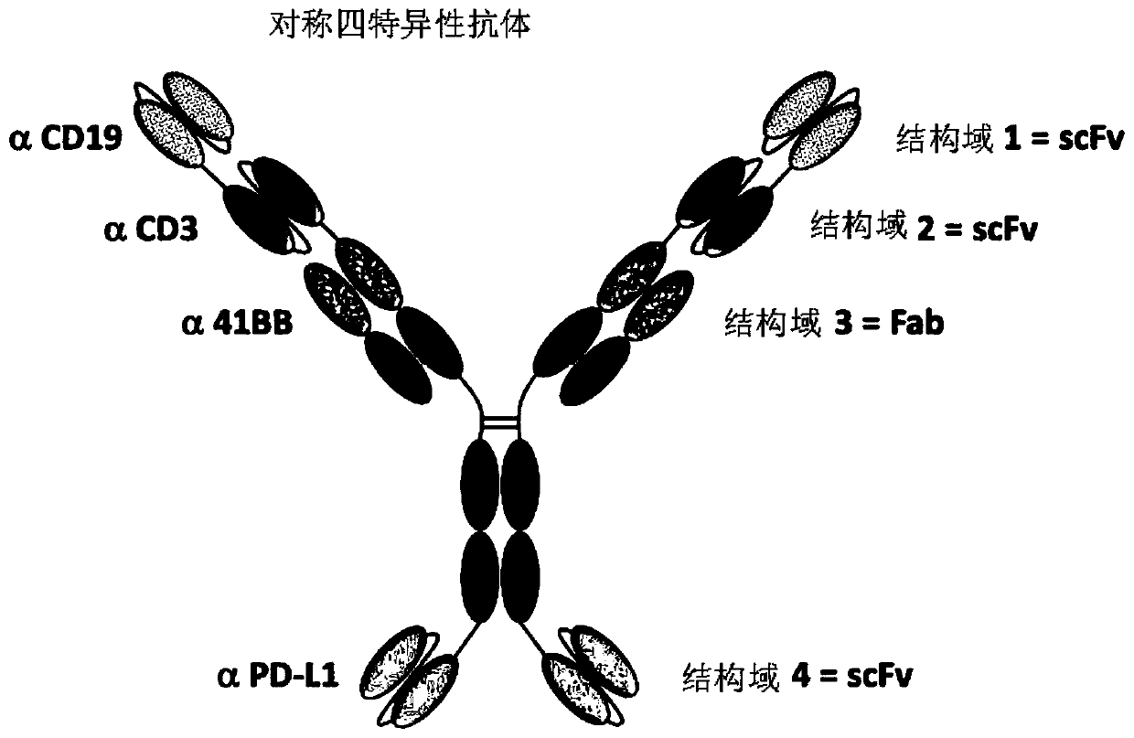 Multi-specific antibodies and methods of making and using thereof