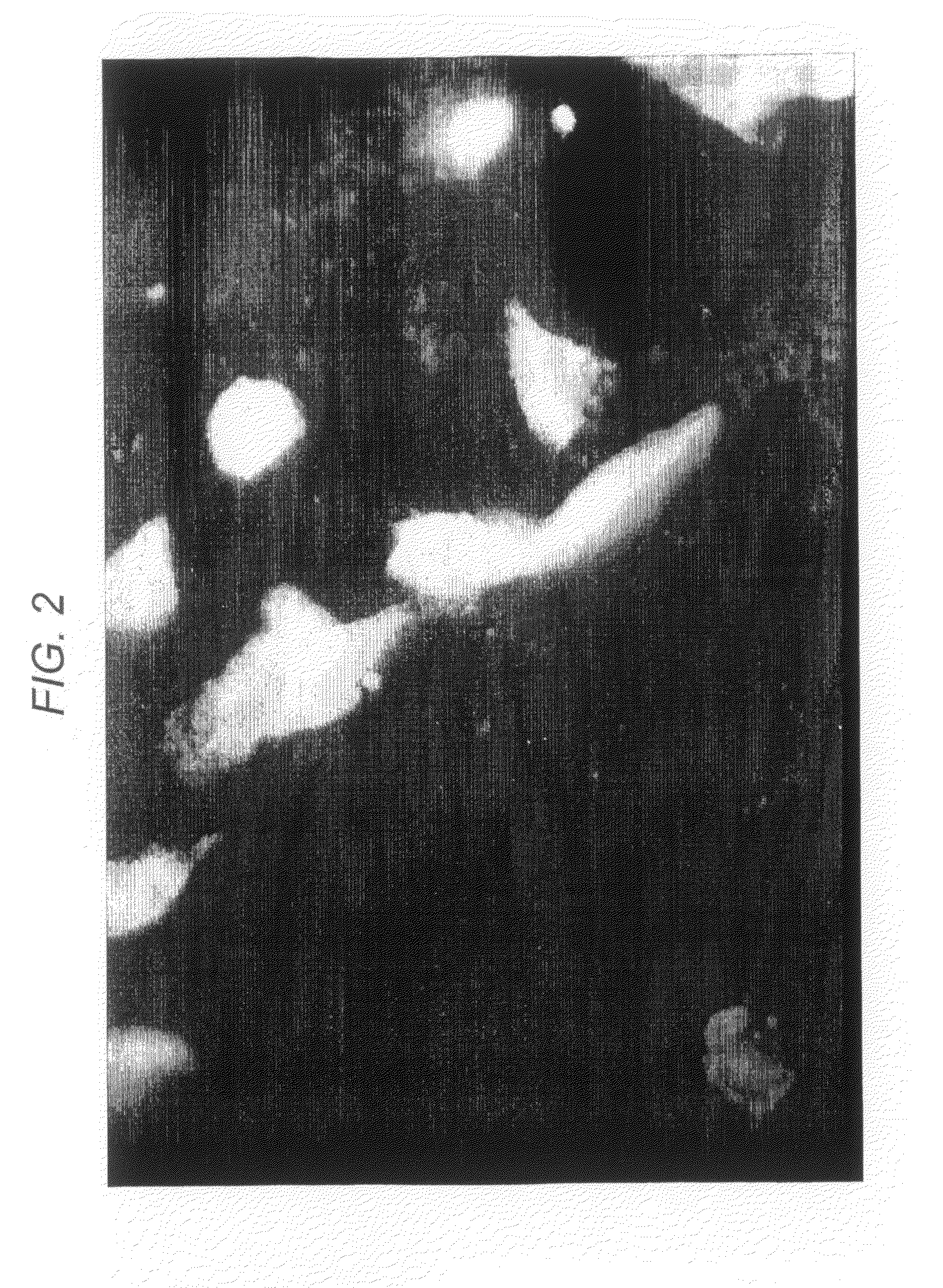 Peptides for Treatment and Diagnosis of Autoimmune Disease