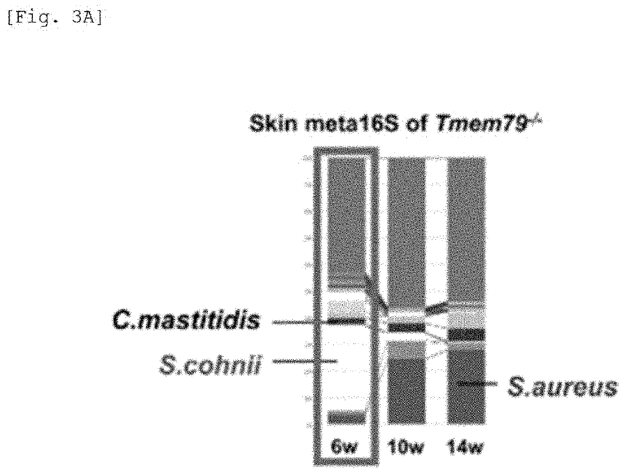 Pharmaceutical composition for prevention, amelioration, or treatment of skin disease