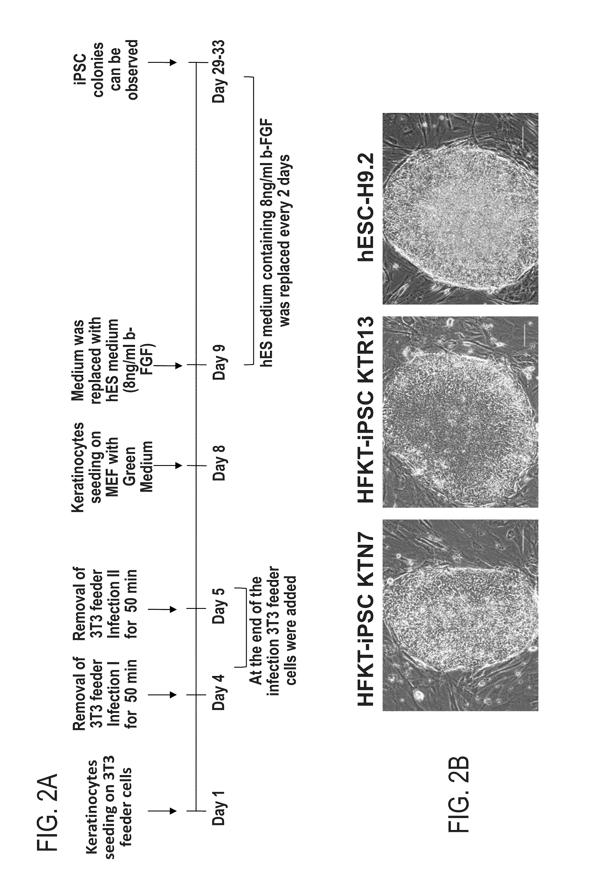 Method for generating induced pluripotent stem cells from keratinocytes derived from plucked hair follicles