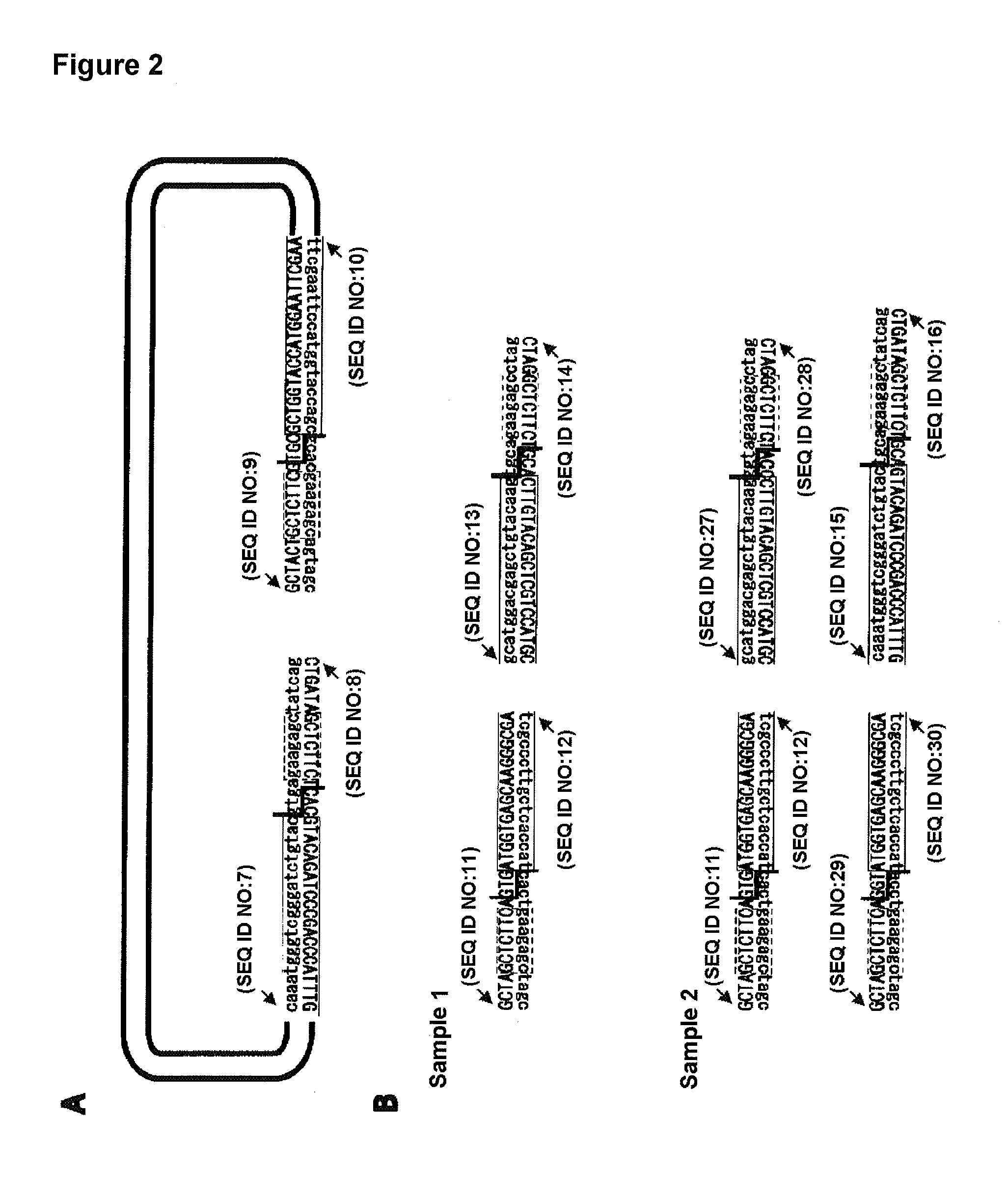 Method for preparation of recobinant DNA