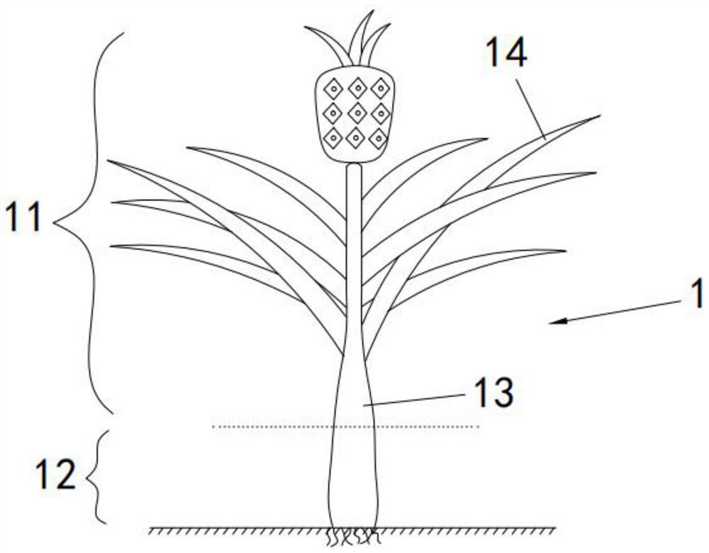 Mechanical two-step harvesting process for pineapple stems and leaves
