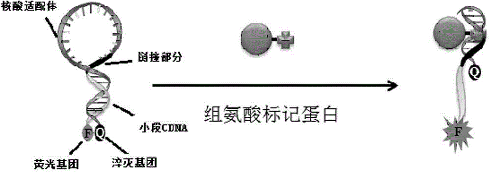 Nucleic acid aptamer molecular beacon probe for detecting histidine-tag recombinant proteins and detection method thereof