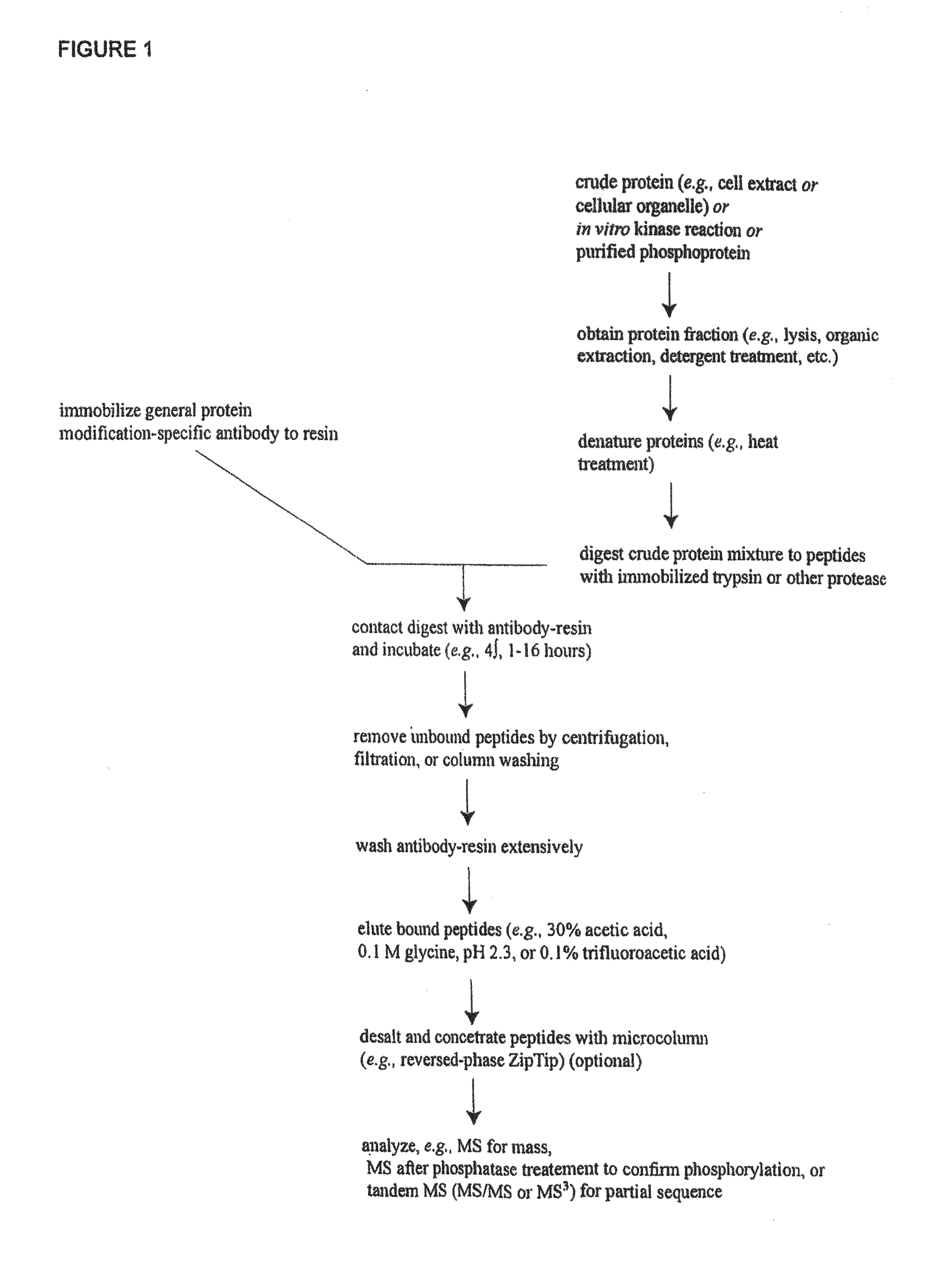 Lysine acetylation sites