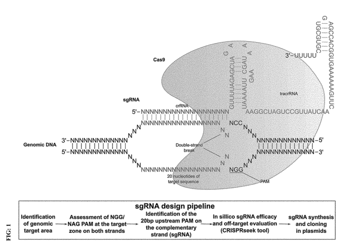 Genome editing for the treatment of huntington's disease