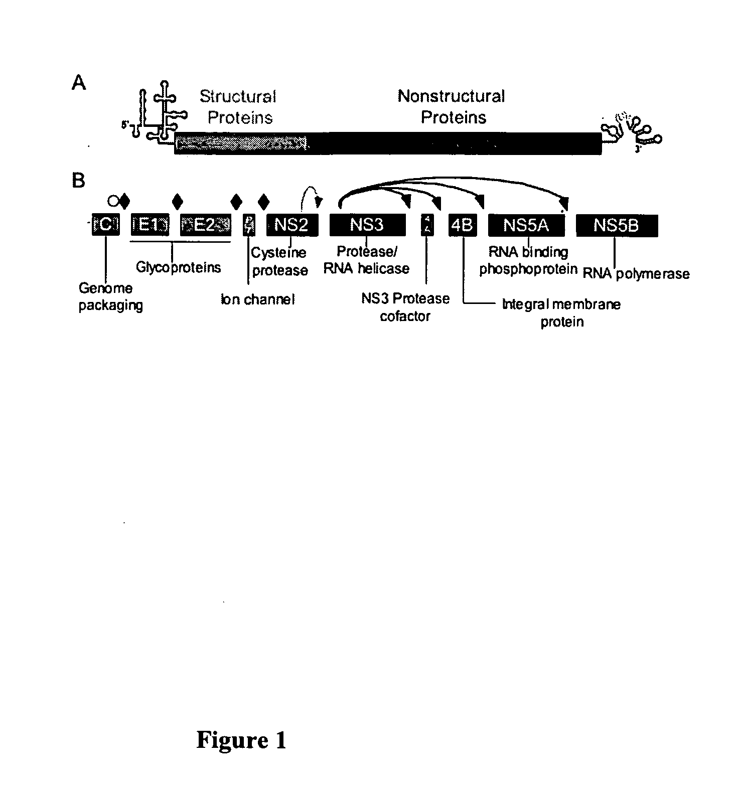 Hcv e2 construct compositions and methods