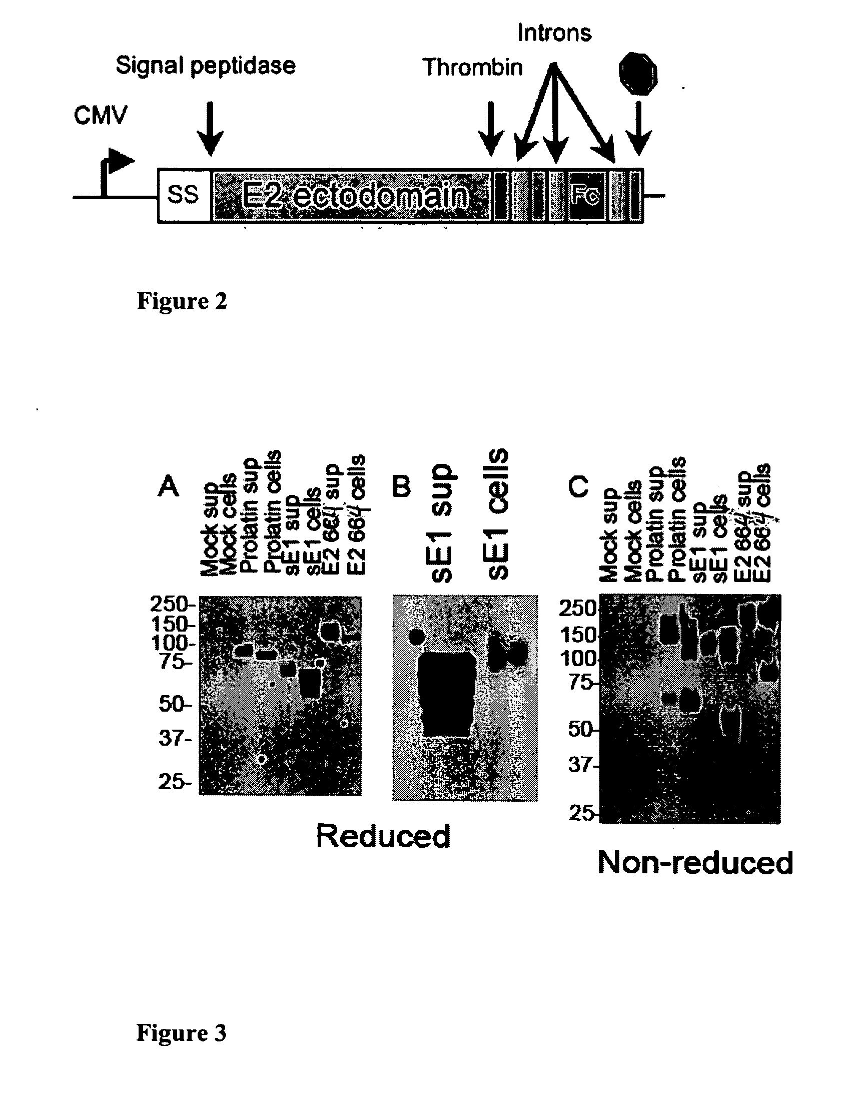 Hcv e2 construct compositions and methods