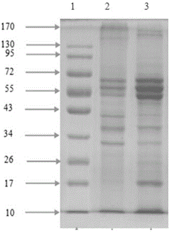 Newcastle disease virus double-antibody sandwich AlphaLISA detection kit and detection method thereof