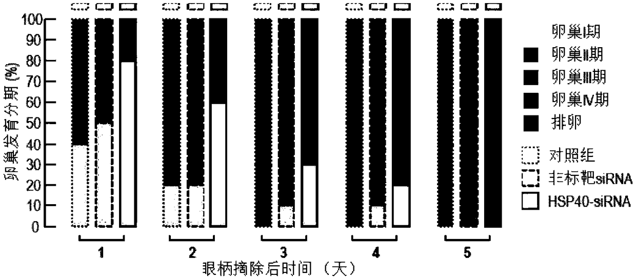 Litopenaeus vannamei heat shock protein 40 gene lvHSP40 and application thereof in inhibition of ovary development of litopenaeus vannamei