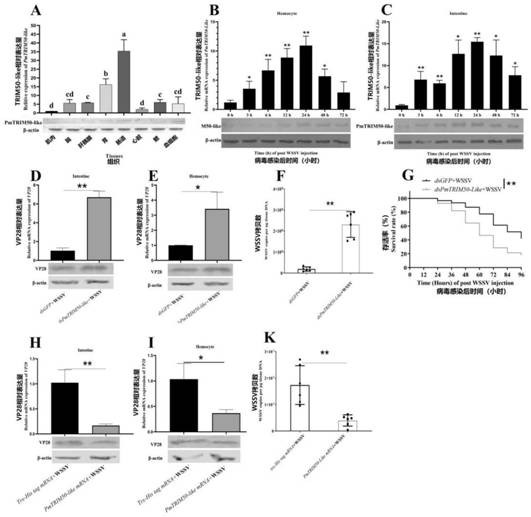 E3 ubiquitin ligase trim50-like protein of Penaeus monodon and its application