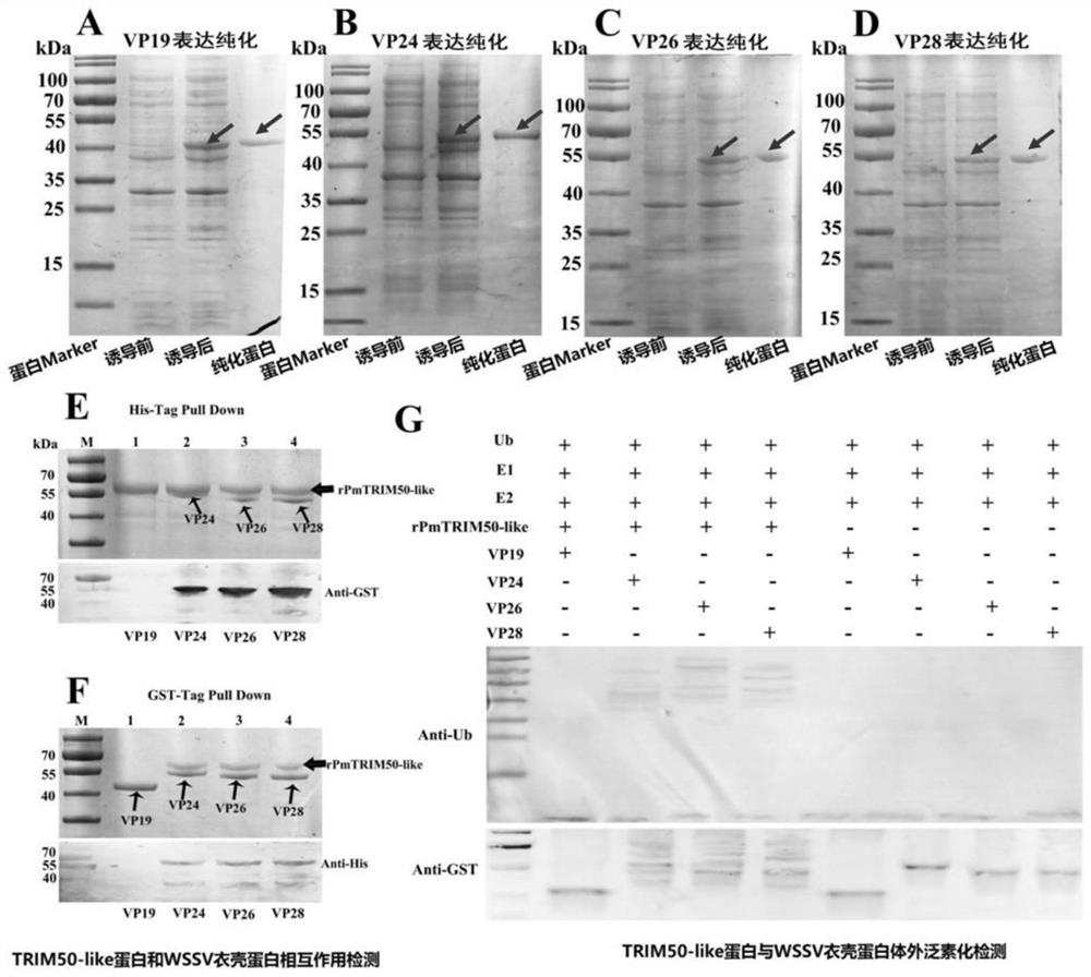 E3 ubiquitin ligase trim50-like protein of Penaeus monodon and its application