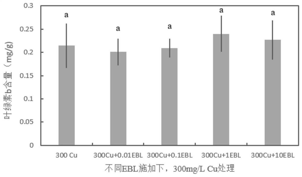 Method for enhancing scindapsus aureus by using plant hormone 2, 4-EBL so as to repair copper-polluted water body