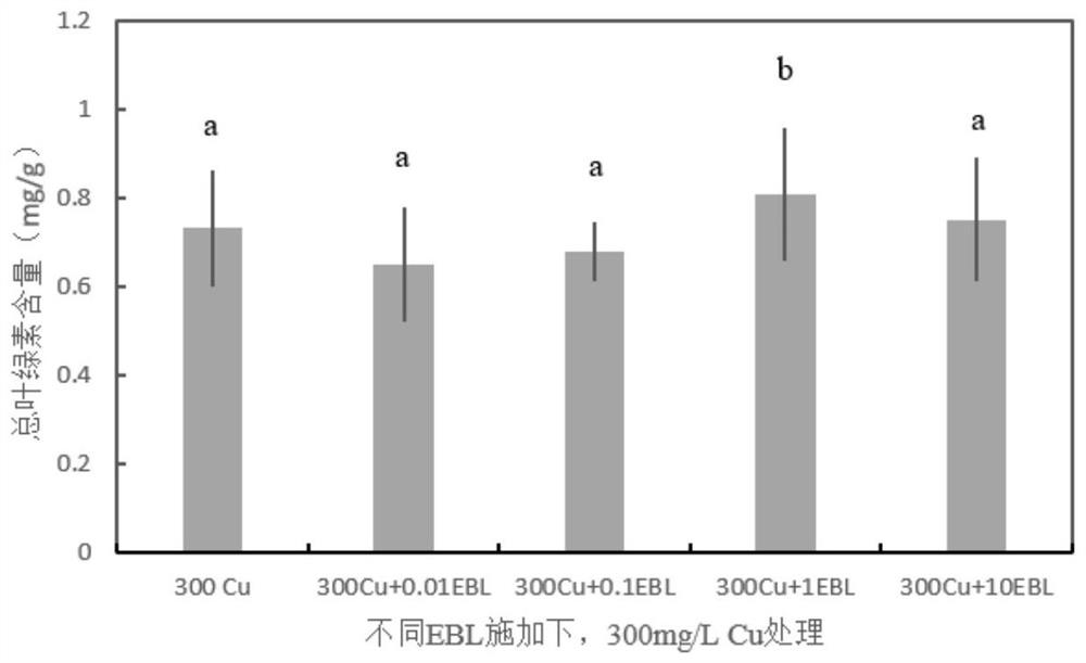 Method for enhancing scindapsus aureus by using plant hormone 2, 4-EBL so as to repair copper-polluted water body