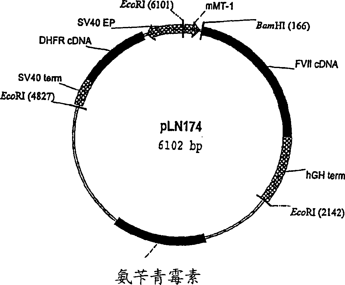 Coagulation factor vii derivatives