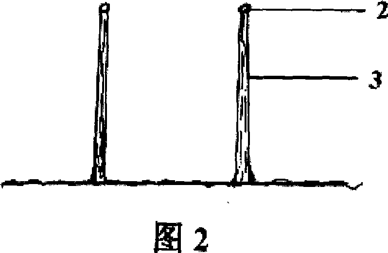 Method for breeding broad leaf forest for scenery from youngling cut trunk