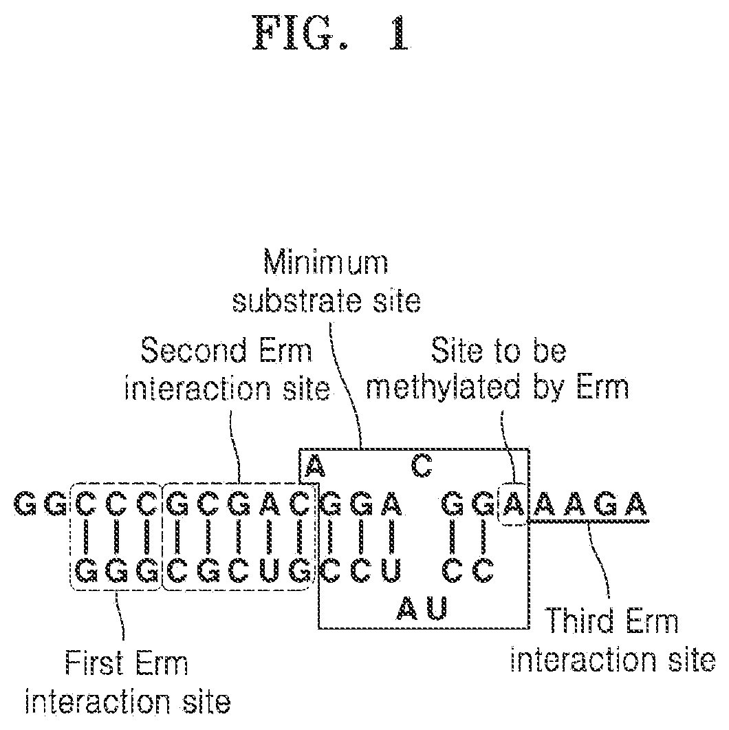 Helix 73-derived RNA molecules interacting with erm protein and methods of using the same