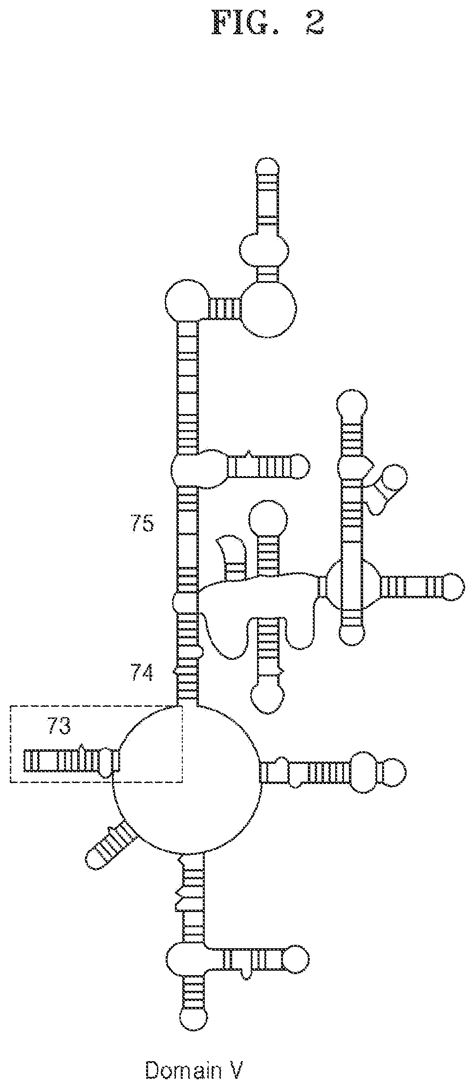 Helix 73-derived RNA molecules interacting with erm protein and methods of using the same