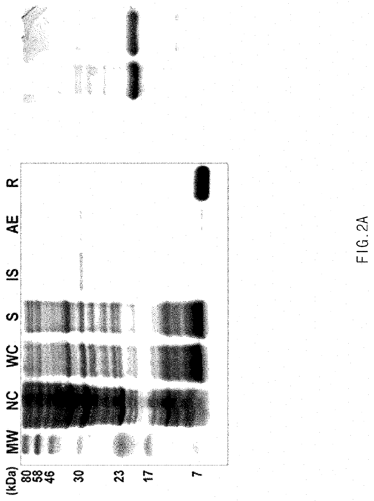 Method for separating and purifying mussel adhesive protein