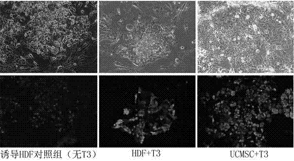 Method for efficiently inducing reprogramming of human body cells into pluripotent stem cells