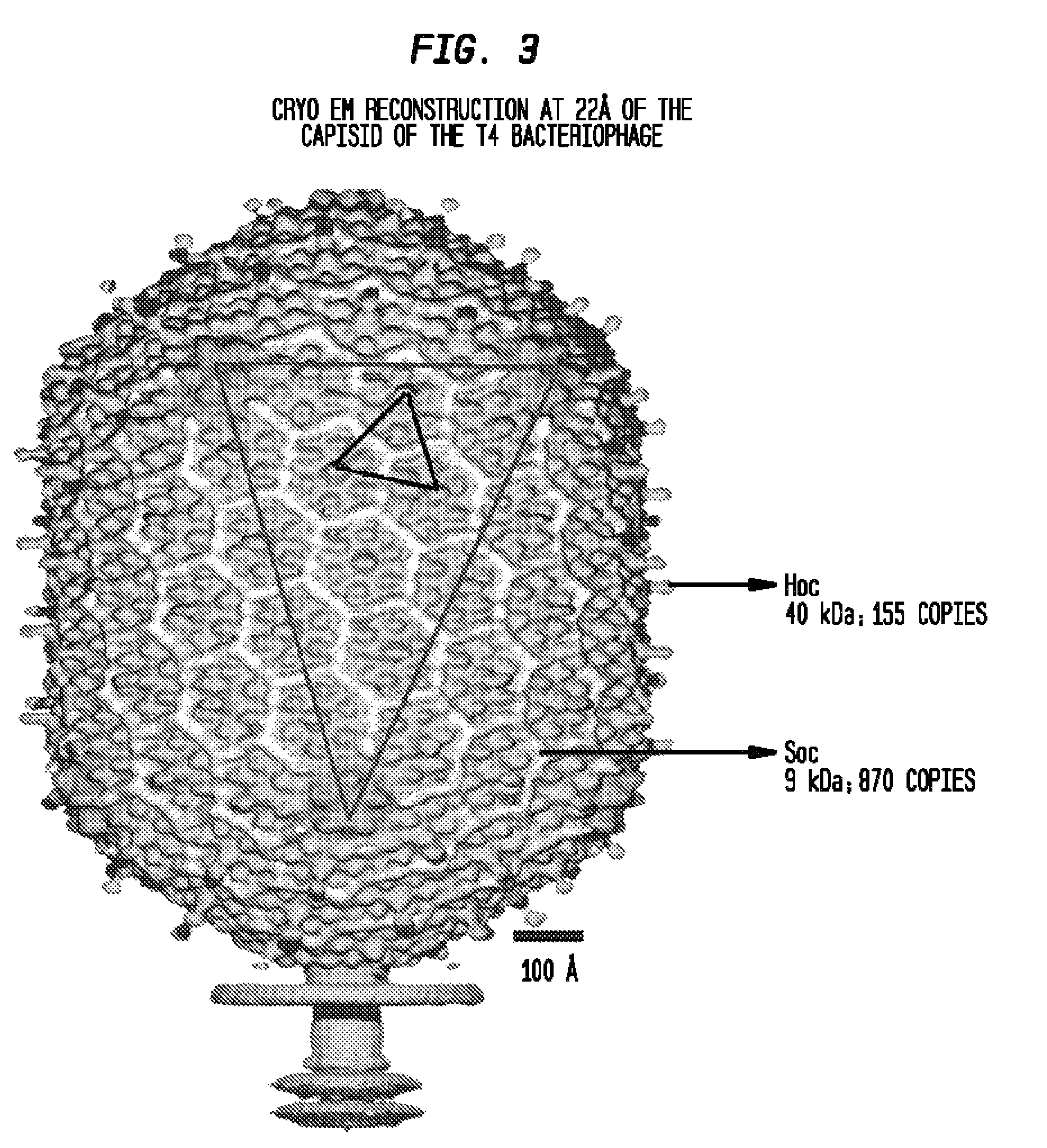 T4 bacteriophage bound to a substrate