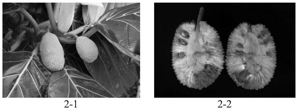 High-throughput breeding method for breadfruit seedlings