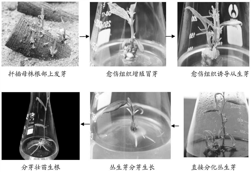 High-throughput breeding method for breadfruit seedlings