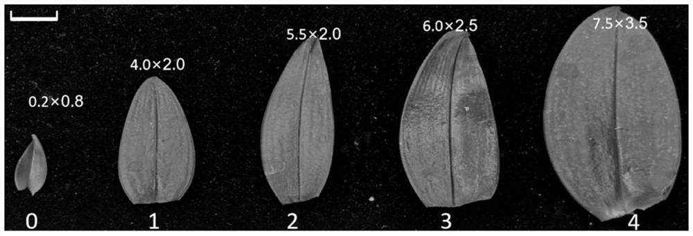 Gene PeGRF6 for regulating and controlling development of butterfly orchid leaves and application of gene PeGRF6