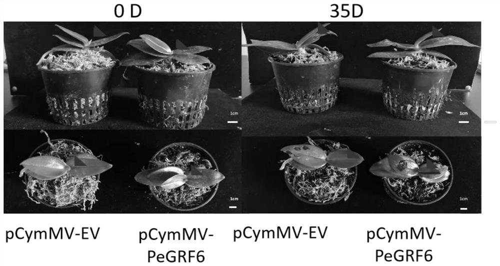 Gene PeGRF6 for regulating and controlling development of butterfly orchid leaves and application of gene PeGRF6